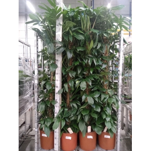 Philodendron   ...