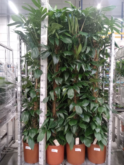 <h4>Philodendron   ...</h4>
