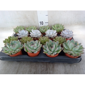 Echeveria   ...mix