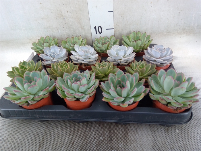 <h4>Echeveria   ...mix</h4>