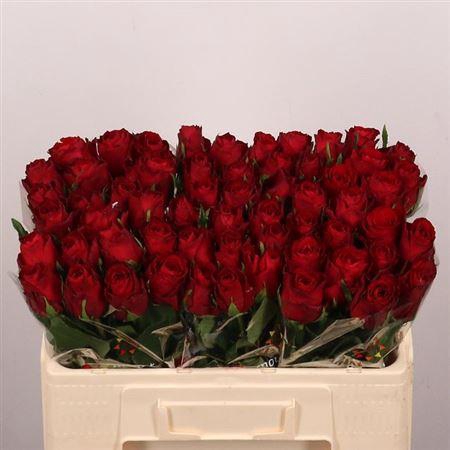 <h4>R Gr Madam Red</h4>