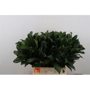 Laurier 45 Cm Per Tak