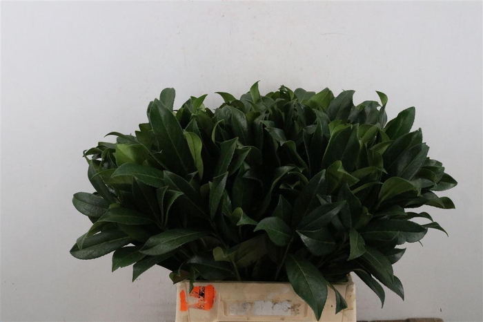 <h4>Laurier 45 Cm Per Tak</h4>