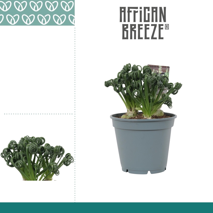 <h4>ALBUCA  FRIZ SIZZLE</h4>