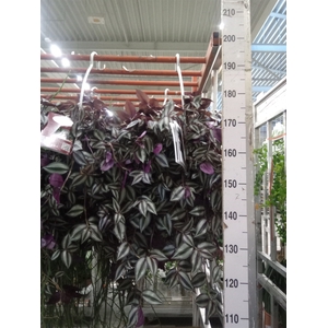 Tradescantia zebr.