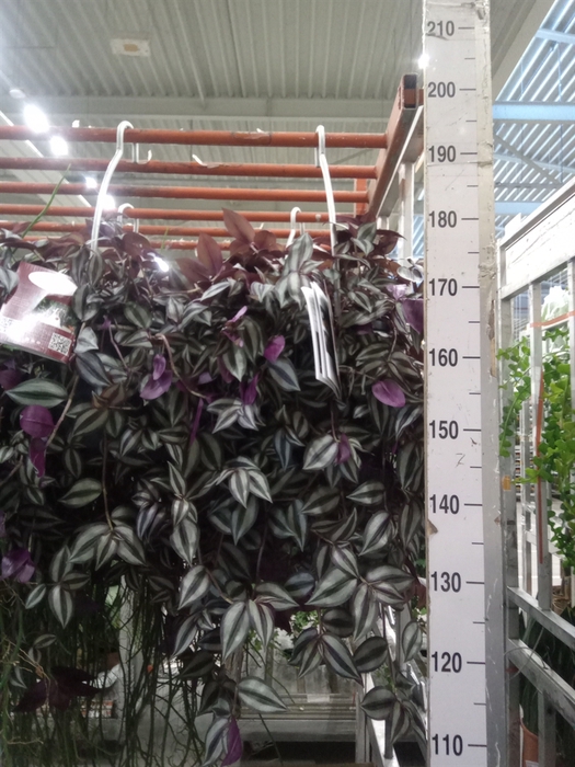 <h4>Tradescantia zebr.</h4>