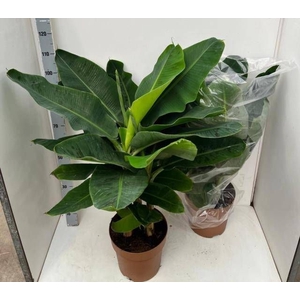 MUSA DWARF CAVENDISH