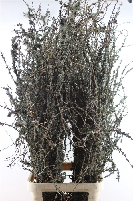 <h4>LARIX PER BUNCH</h4>