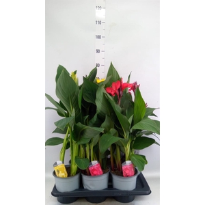 Canna  'Cannova'   ...mix