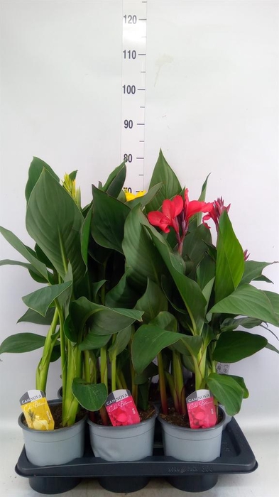 <h4>Canna  'Cannova'   ...mix</h4>