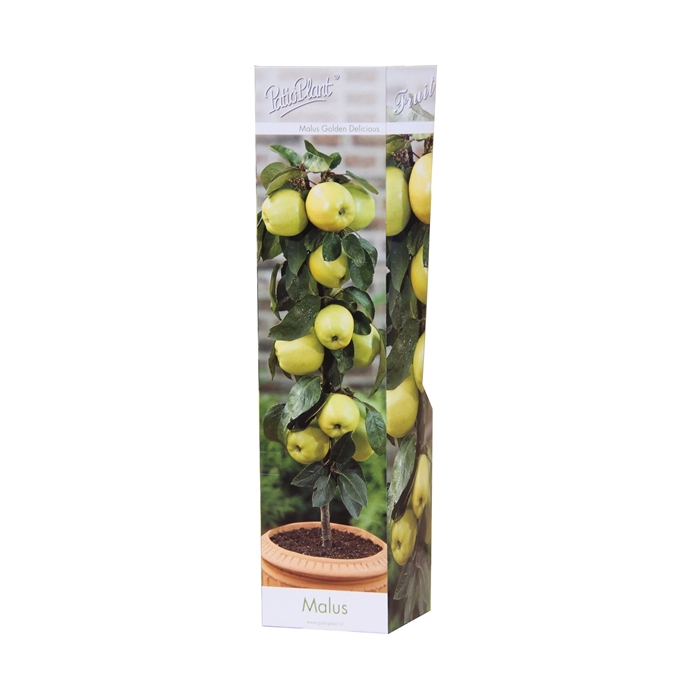 <h4>Malus Golden Delicious</h4>