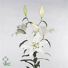 21978: Contradiction arrangement