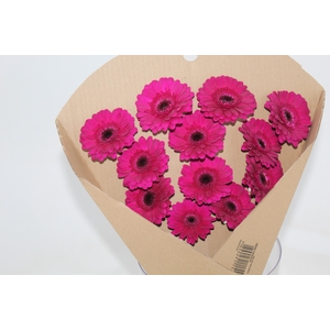GERBERA IMPACT < 050 CM < 10 CM DIAM