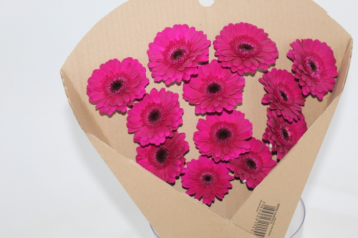 GERBERA IMPACT < 050 CM < 10 CM DIAM