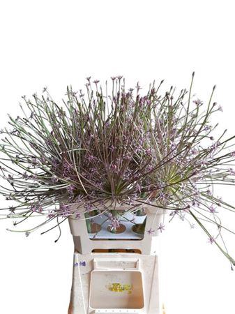 <h4>Allium Schubertii</h4>