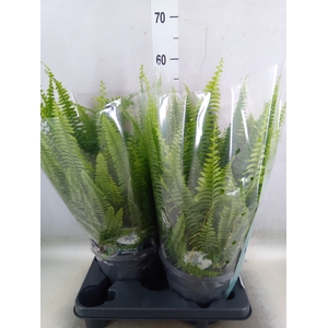 Nephrolepis exal. 'Green Lady'