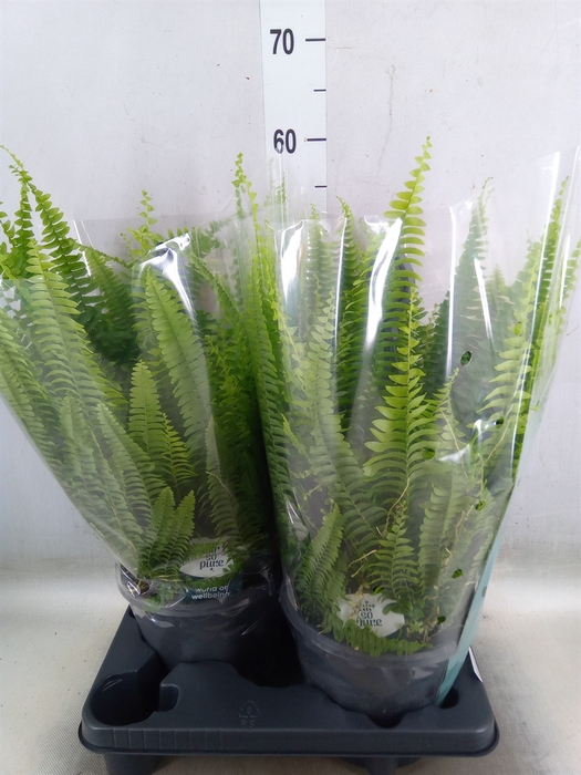<h4>Nephrolepis exal. 'Green Lady'</h4>