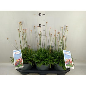 Armeria pseud. 'Ballerina'