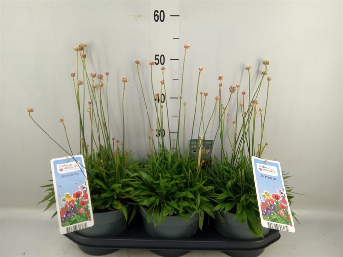 <h4>Armeria pseud. 'Ballerina'</h4>