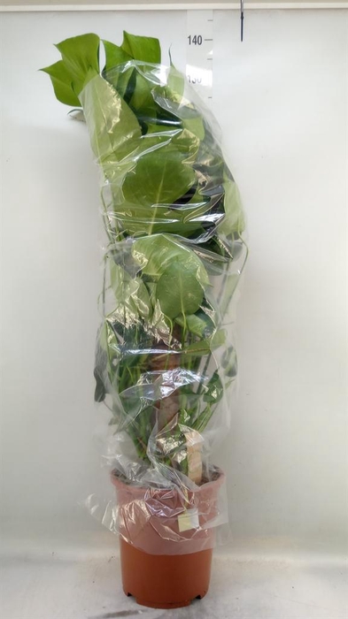 <h4>Monstera delic.</h4>
