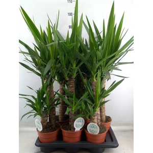 Yucca