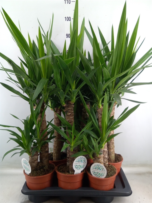 <h4>Yucca</h4>