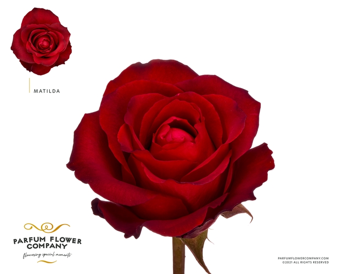 Rosa Premium Matilda