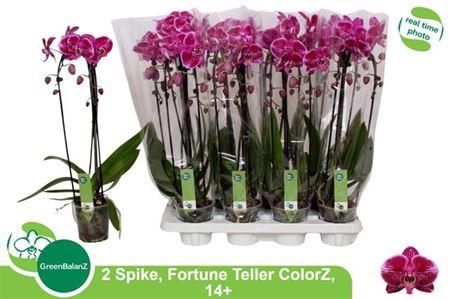 <h4>Phal El Cascade</h4>