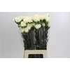 Dianthus St Rodas Creme