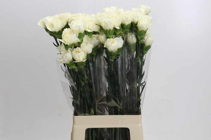 <h4>Dianthus St Rodas Creme</h4>