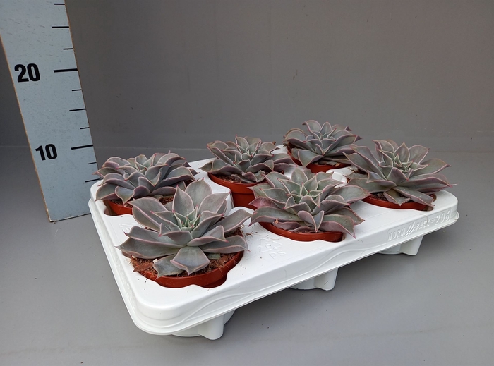 Echeveria   ...