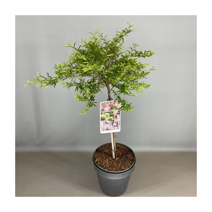 <h4>Calliandra sur. 'Dixie Pink' C9</h4>