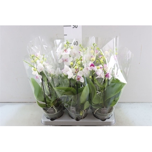 Phal Boquetto White Blush 3-5 Tak