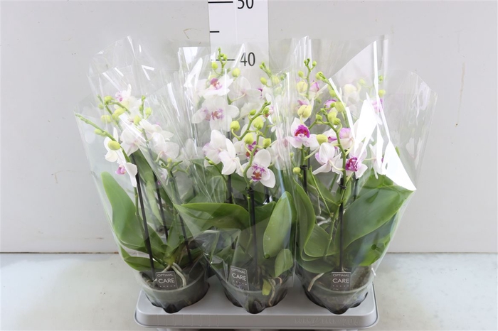 <h4>Phal Boquetto White Blush 3-5 Tak</h4>