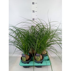 Beaucarnea recurvata