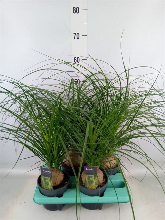 <h4>Beaucarnea recurvata</h4>