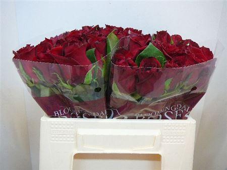 <h4>R Gr Ever Red</h4>