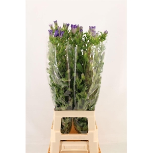 Camp M Champion Blue