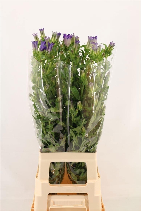 <h4>Camp M Champion Blue</h4>