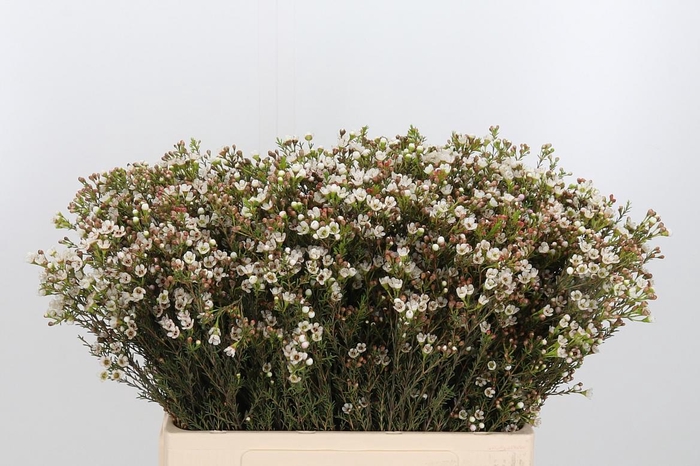 <h4>Chame Blondie</h4>