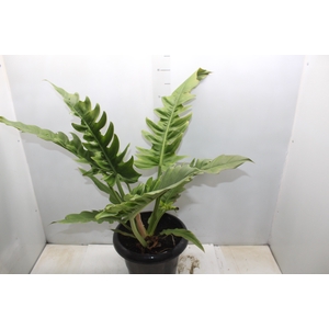 PHILODENDRON NARROW P30