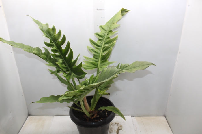 PHILODENDRON NARROW P30