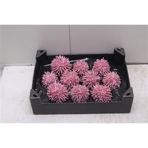 F-stekel Topline Pastel Roze
