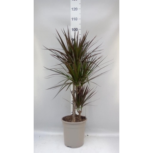 Dracaena marg. 'Magenta'