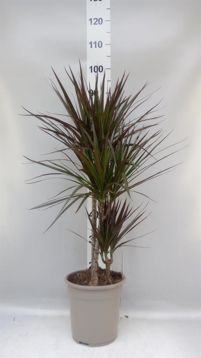 <h4>Dracaena marg. 'Magenta'</h4>