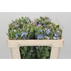 Oxypetalum Tweedia Blue