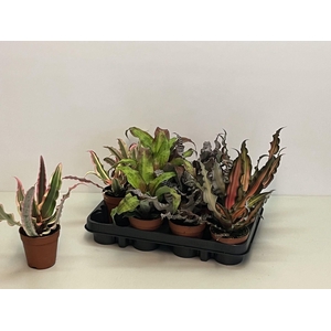 Cryptanthus gemengd