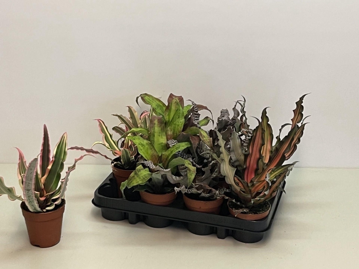 <h4>Cryptanthus gemengd</h4>