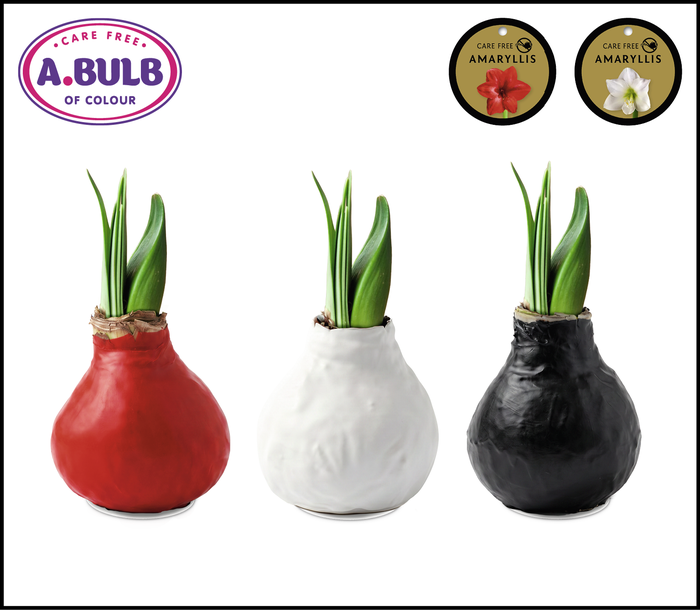 <h4>A.BULB of Colour - 36cm Original Waxed Mix</h4>