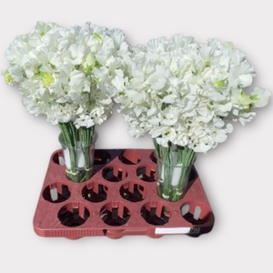 LATHYR WI SUNS WHITE